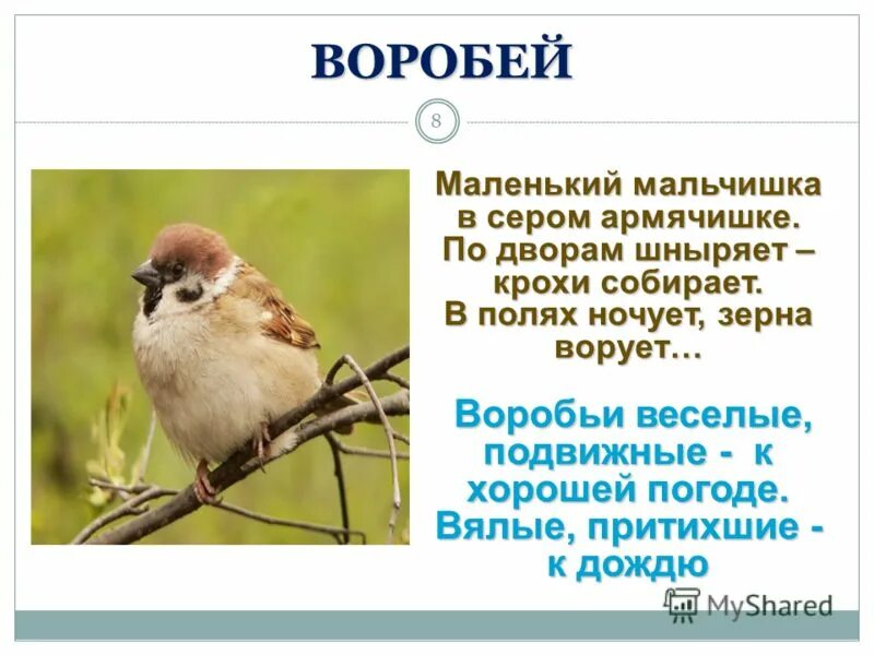 Мальчишка в сером армячишке ответ. Маленький мальчишка в сером армячишке по дворам шныряет. птичка-невеличка в сером армячишке по дворам шныряет крохи собирает. загадка маленький мальчишка в сером армячишке. предложение весело со воробей.