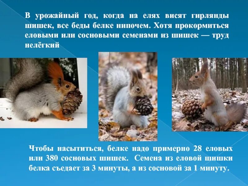 Какую пользу приносят белки