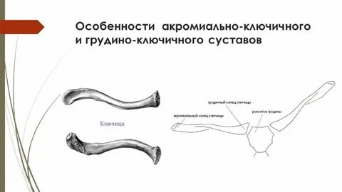 Грудино акромиальный сустав
