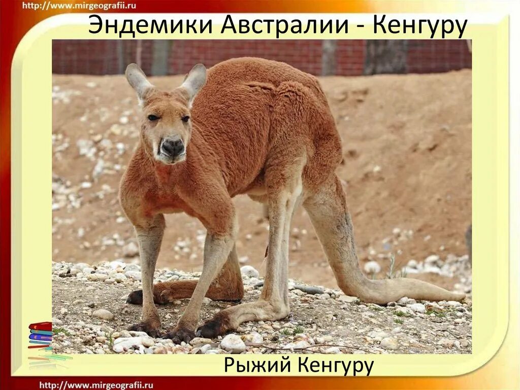 Эндемичные виды животных. Какое животное относится к эндемикам австралии. Эндемики австралии 7 класс. Эндемики австралии на карте. Эндемика австралии сообщение крот.