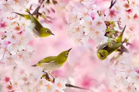 Каждую весну птицы