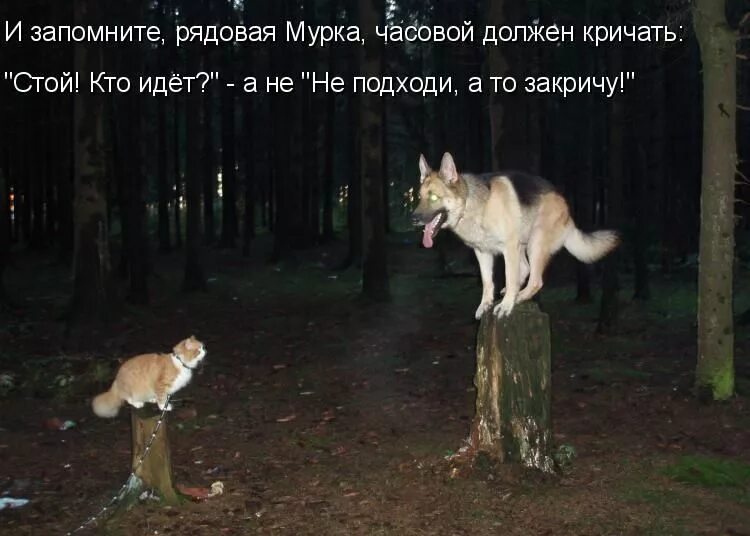 пора домой. анекдот муж с женой пошли на карусели. пойдёт это что значит. ты дурак. ну пойдет это значит.