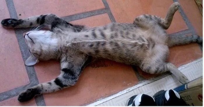 Упавший кот. Кот в обмороке. странные позы котов во сне.
