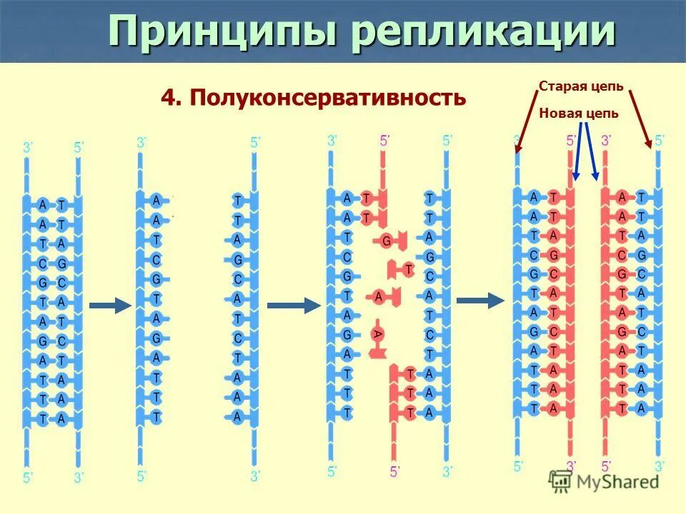 Матрица репликации. Принципы репликации днк комплементарность. принципы репликации днк полуконсервативность. репликация днк комплементарность. комплементарность и антипараллельность.