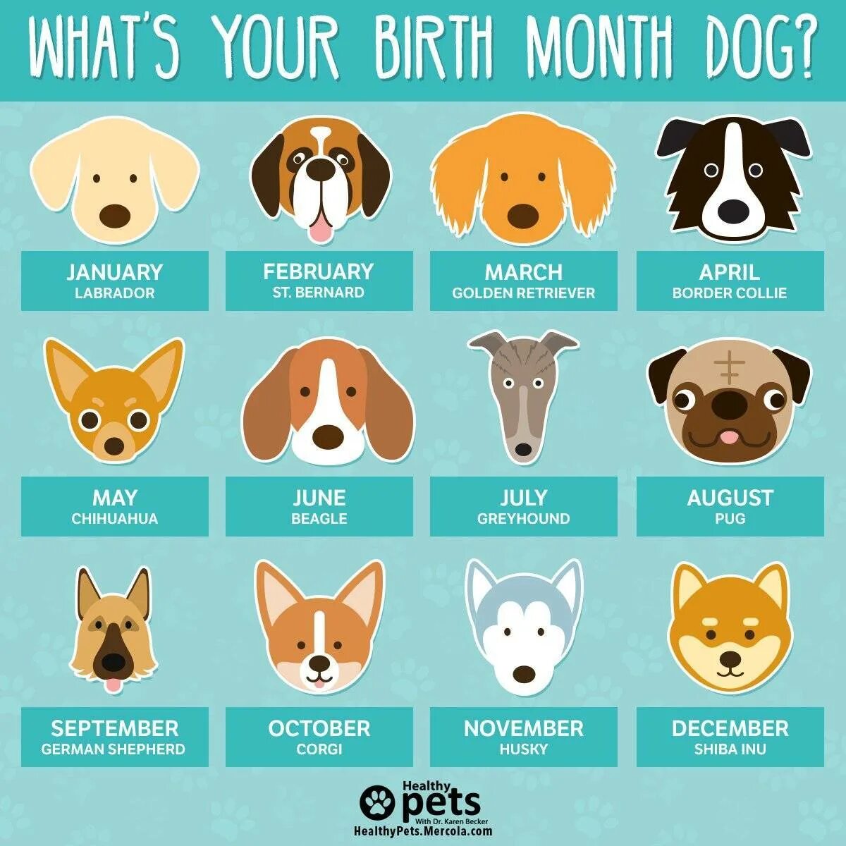 Гороскоп рожденных в год собаки. Сораки по знаку зодиака. Собаки для знаков зодиака. Собаки подходящие по гороскопу. Собаки подходящие к знакам зодиака.
