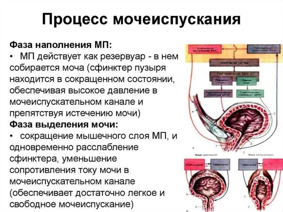 Процесс мочеиспускания его регуляция физиология. Механизм опорожнения мочевого пузыря. Процесс мочевыделения и мочеиспускания. Испускание мочи – это процесс……. Давление простата