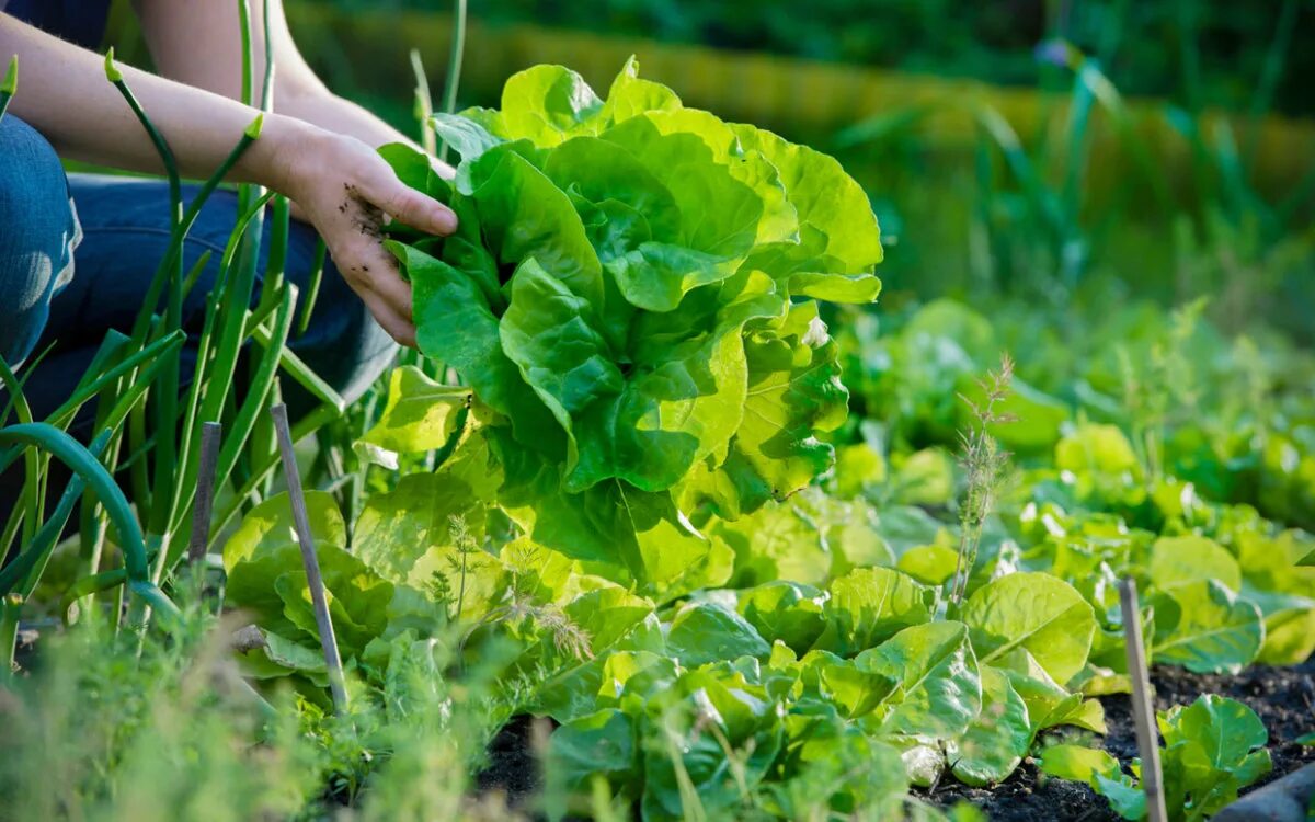 Harvest plants. Грядки для зелени. Огородная зелень. Овощи на грядке. Салат на грядке.