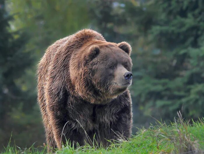 Глейшер парк Гризли. Медведь Гризли скорость бега. Скорость Гризли медведя км/ч. Медведь Гризли скорость бега км/ч. Средняя скорость медведя при беге км ч