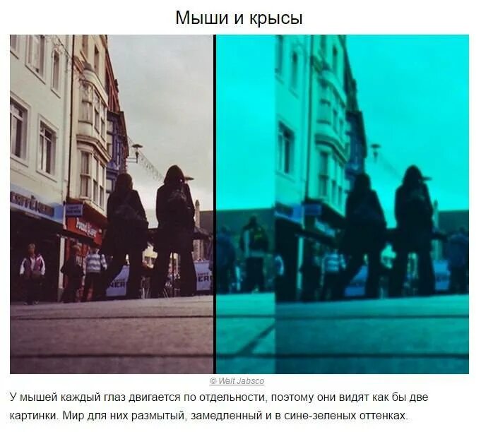 Лучше в темноте видят люди. Как видят мир крысы. как видят мыши. как видят крысы наш мир. мир глазами крысы.