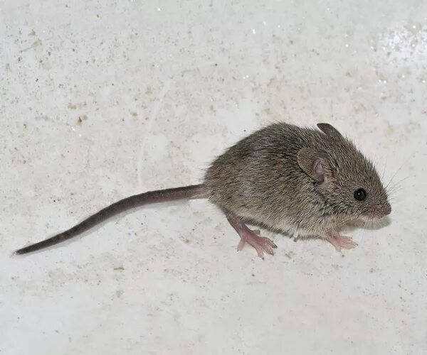 Musculus мышь. Домовая мышь mus musculus linnaeus. мышь домовая (mus musculus l.. домовой мышь (mus musculus l., 1758). мышь домовая серая.