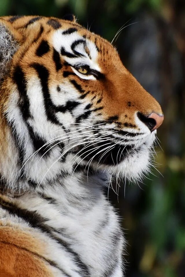 Нападающий тигр. Амурский тигр профиль. Tiger side. Тигр. Тигр морда.