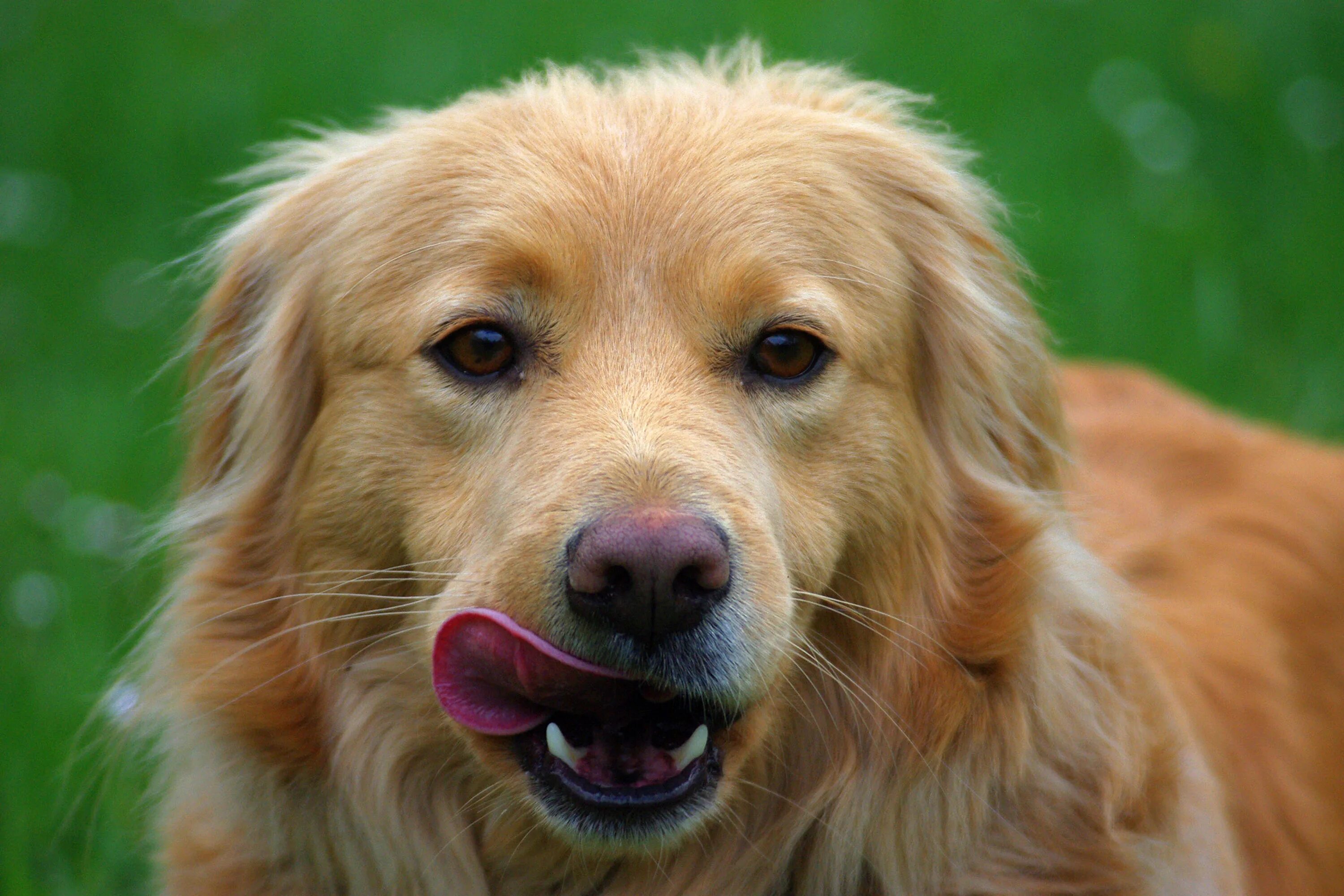 Золотистый улыбающийся пес. Золотистый ретривер Чарли. Золотистый ретривер морда. Собака облизывается. Пес улыбается.