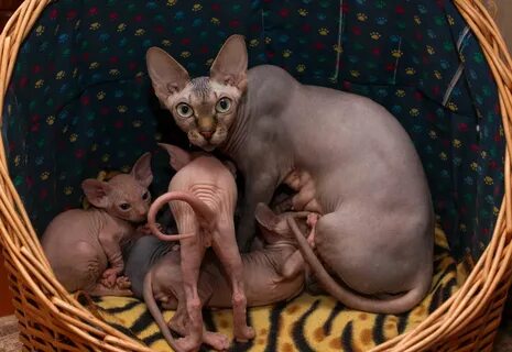 Котенок сфинкс сколько кормить