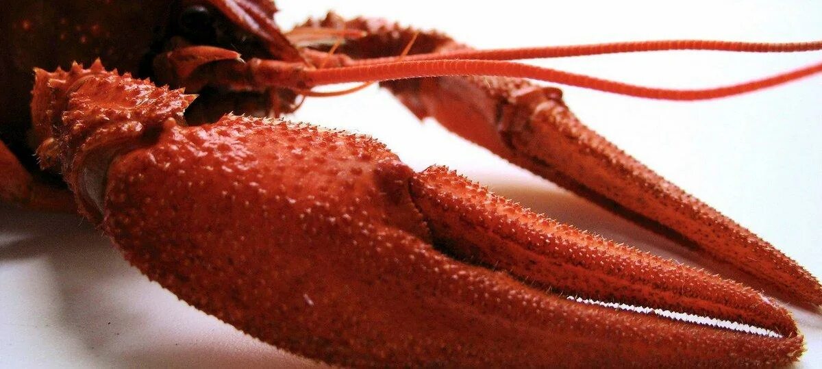 Рачья клешня. Мультяшные клешни. Клешня мытищи. Клешня робота. Клешни для игр на телефоне.