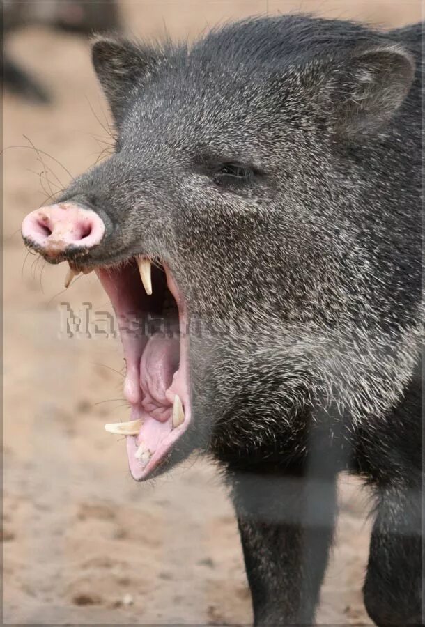 зубы кабанов