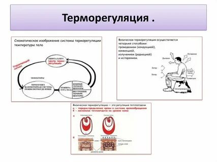 Функции терморегуляции