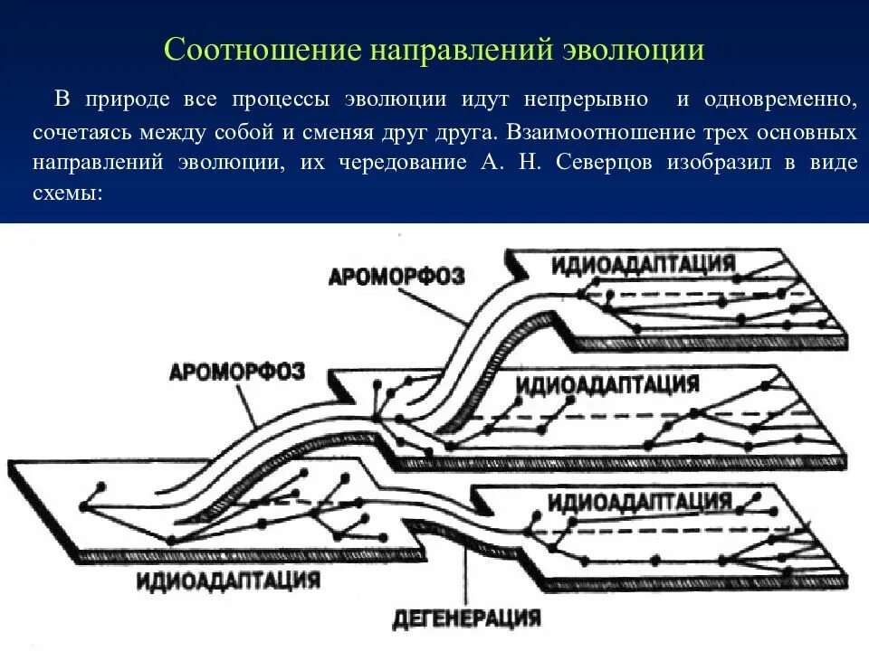 Тест направления эволюции. Направление эволюции северцова. соотношение и чередование направлений эволюции. соотношение путей эволюции. пути и направления эволюции северцов.