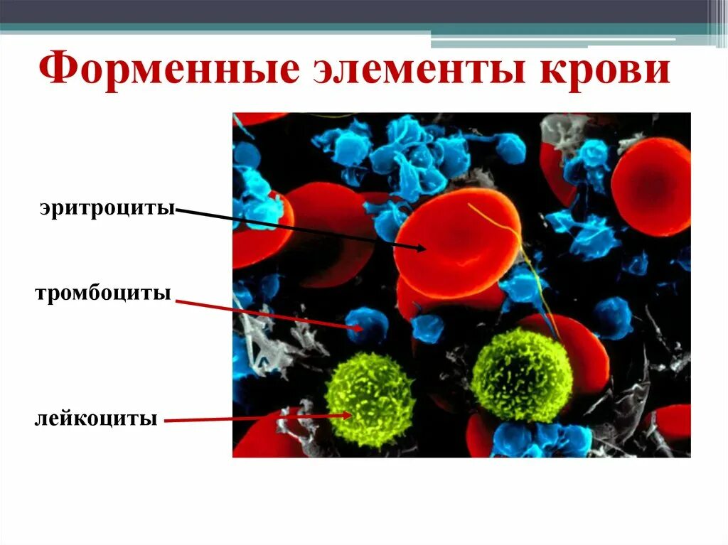 Активные форменные элементы. Форменные элементы крови эритроциты лейкоциты тромбоциты. форменные элементы клетки (тромбоциты. лейкоциты, эритроциты). таблица форменные элементы крови тромбоциты эритроциты лейкоциты. форменные элементы крови строение эритроциты.