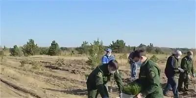 Каменское лесничество