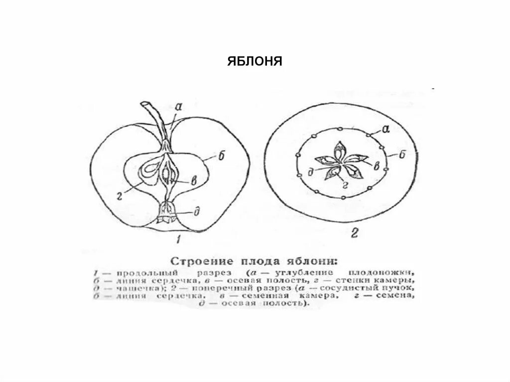 Какую функцию выполняет плод яблони. Строение плода яблони схема. Строение плода яблока. Строение яблока биология. Плод яблоко строение биология.