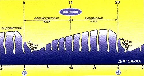Эндометрия не соответствует циклу. Толщина эндометрия по циклу. День цикла эндометрий. Эндометрий по дням цикла. Толщина эндометрия по дням цикла норма.