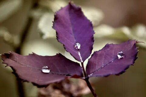 Slow leaves