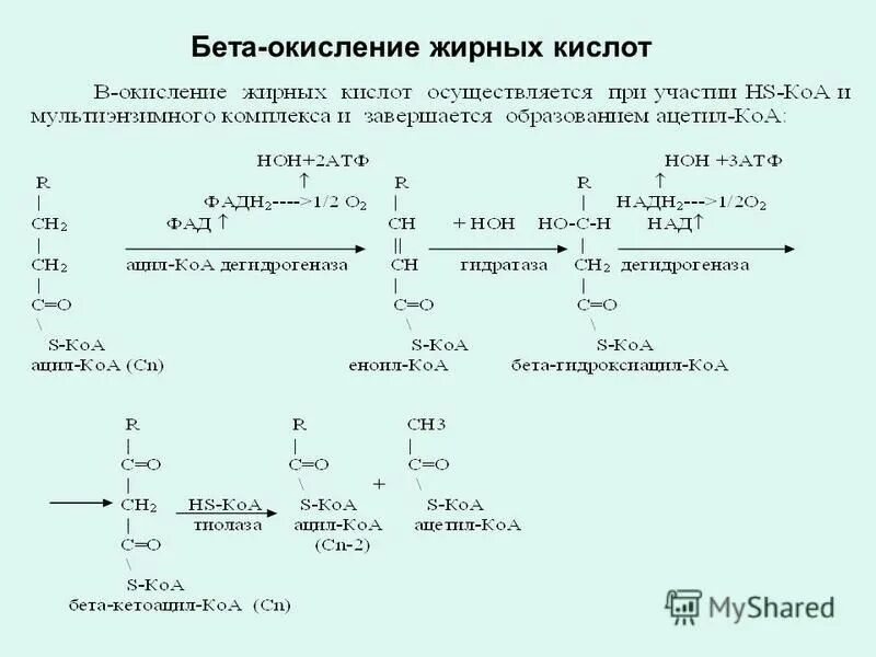 Реакции бета окисления