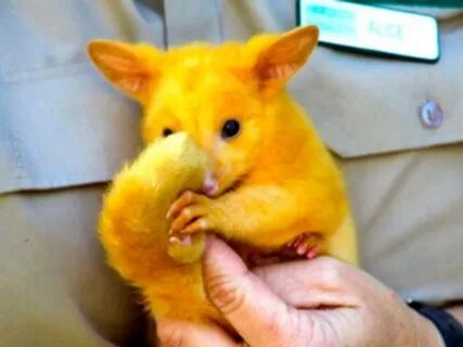 Покемон Пикачу австралийский поссум: фото, цвет, мутация