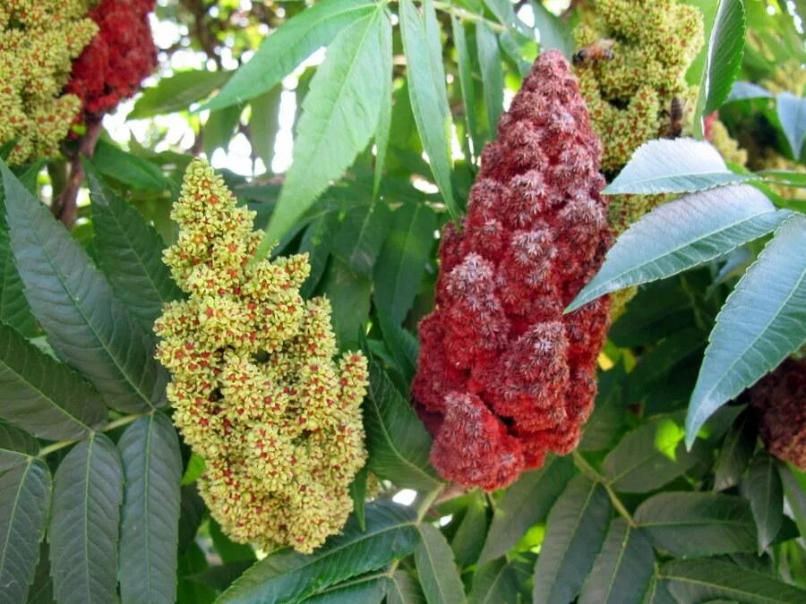 Сумах где находится. Сумах оленерогий Rhus typhina. Сумах Rhus typhina. Сумах оленерогий уксусное дерево. Сумах уксусный Rhus typhina.