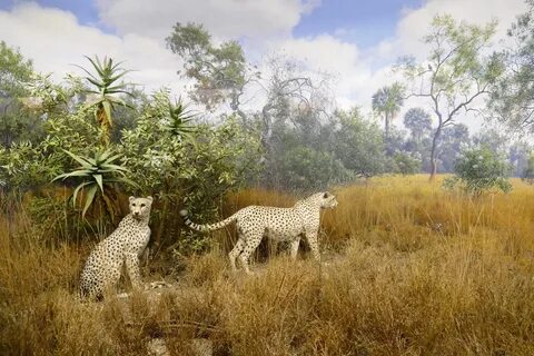 Natural habitat