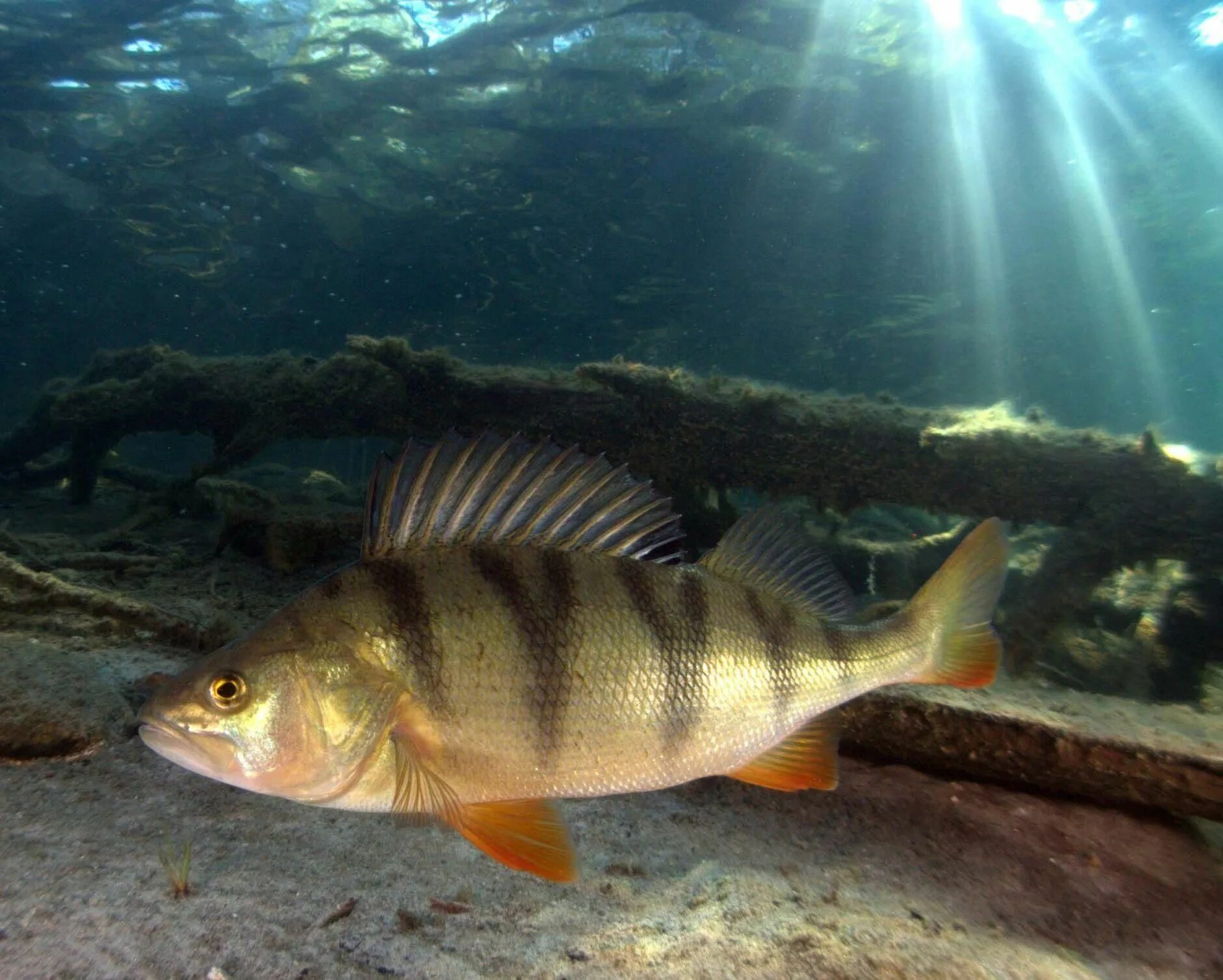 Речной окунь окунь. Окунь perca fluviatilis. Perca fluviatilis Linnaeus, 1758-Речной окунь. Окунь Озерный.