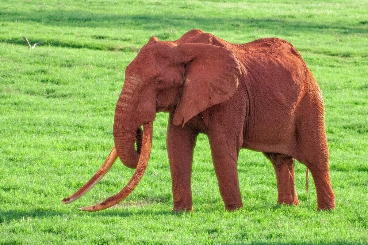 Слоны какой слон крупнее. Бивни африканского слона. Африканский слон с большими бивнями. Слон гигантский бивни. Кения саванный слон.