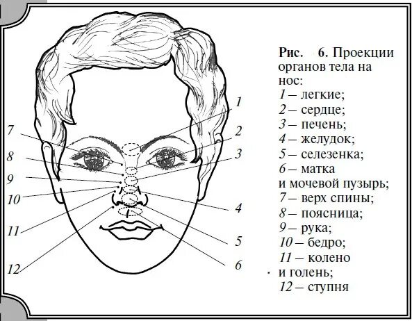 Схема связанных лиц. Проекция точек на лице на внутренние органы. Проекция органов на лице человека. Точки на лице проекция органов. Схема проекции органов на лице.