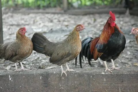 Русский королек
