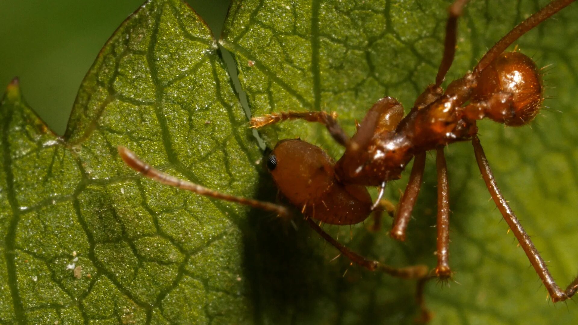 Use ant. Муравей листоед. ant. leafcutter ants art. leafcutter ant перевод.