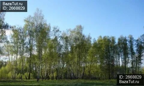 Березовый парк 3