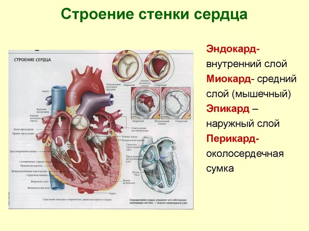 Сердечная строение и функции. Анатомическое строение сердца физиология. Строение сердца человека миокард. Миокард сердца функции анатомия. Миокард сердца схема.