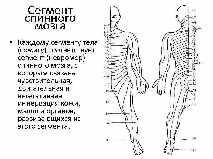 Сегментарная иннервация спинного мозга. Дерматомы спинного мозга. Сегменты спинного мозга и дерматомы. Схема иннервации тела сегментами спинного. Сегментированное тело у каких