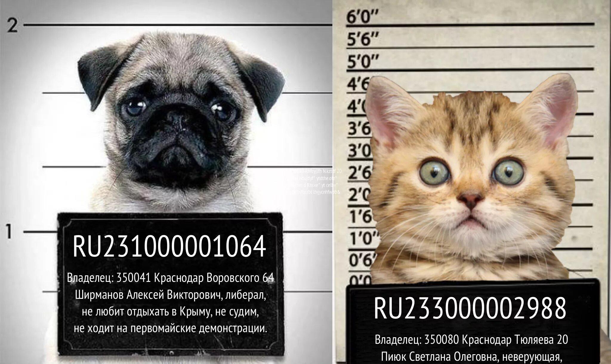 Обязательное чипирование животных. Маркировка животных. маркировка питомцев. идентификация животных. обязательная идентификация животных.
