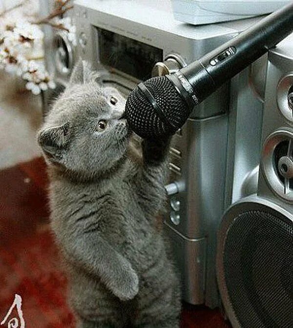 Спой кота. Кот с микрофоном. Животное с микрофоном. Животные поют в микрофон. Кот поет в микрофон.