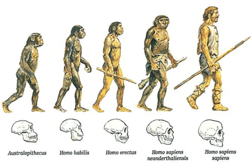 Человек разумный неандерталец и кроманьонец. Эволюция человека до хомо сапиенс. Этапы эволюции человека,хомо сапиенс. Этапы эволюции человека австралопитек хомохабилес.