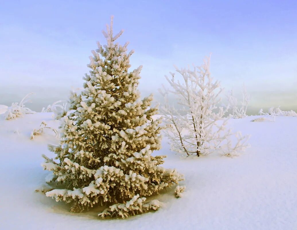 елка зимой. маленькие елочки в снегу. ель в снегу. маленькая елка в снегу. ест снег.