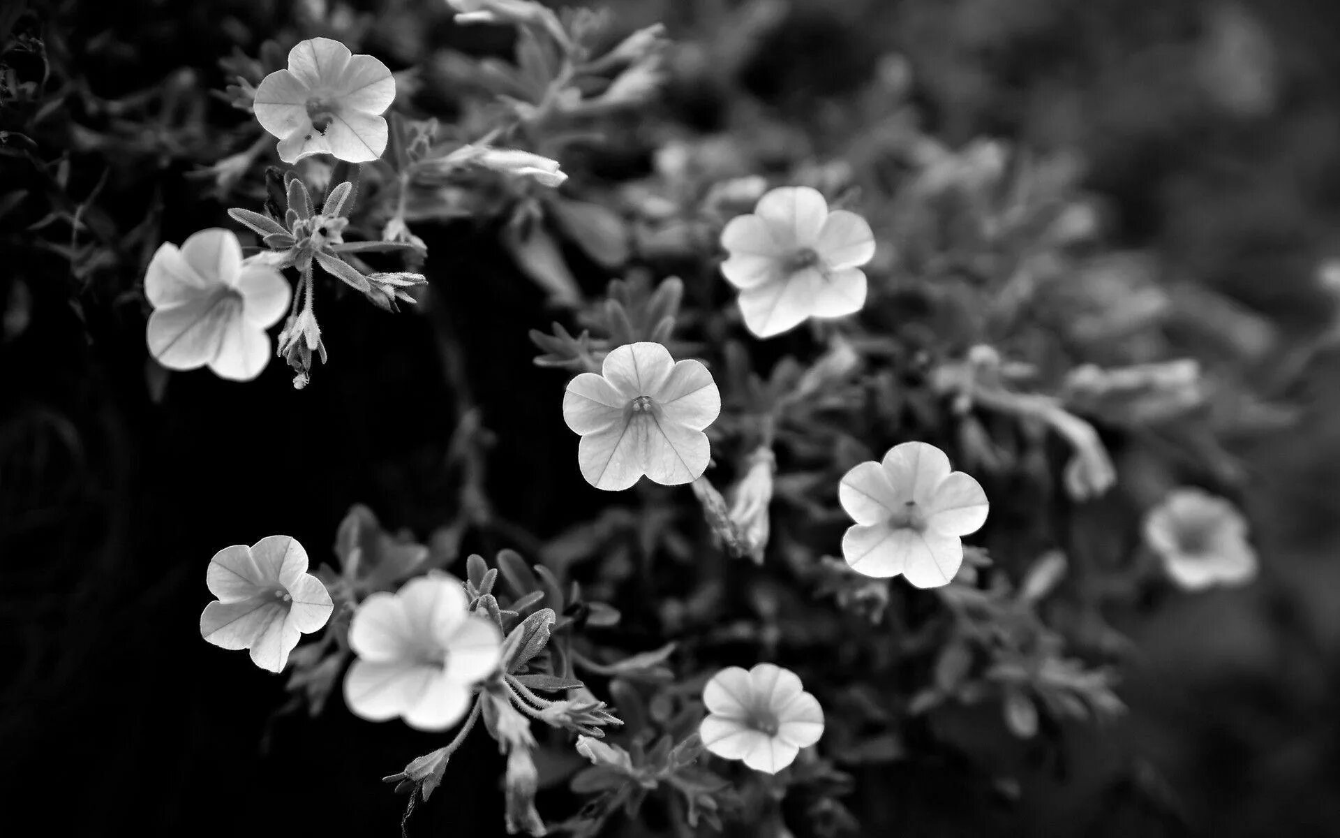 Grayscale