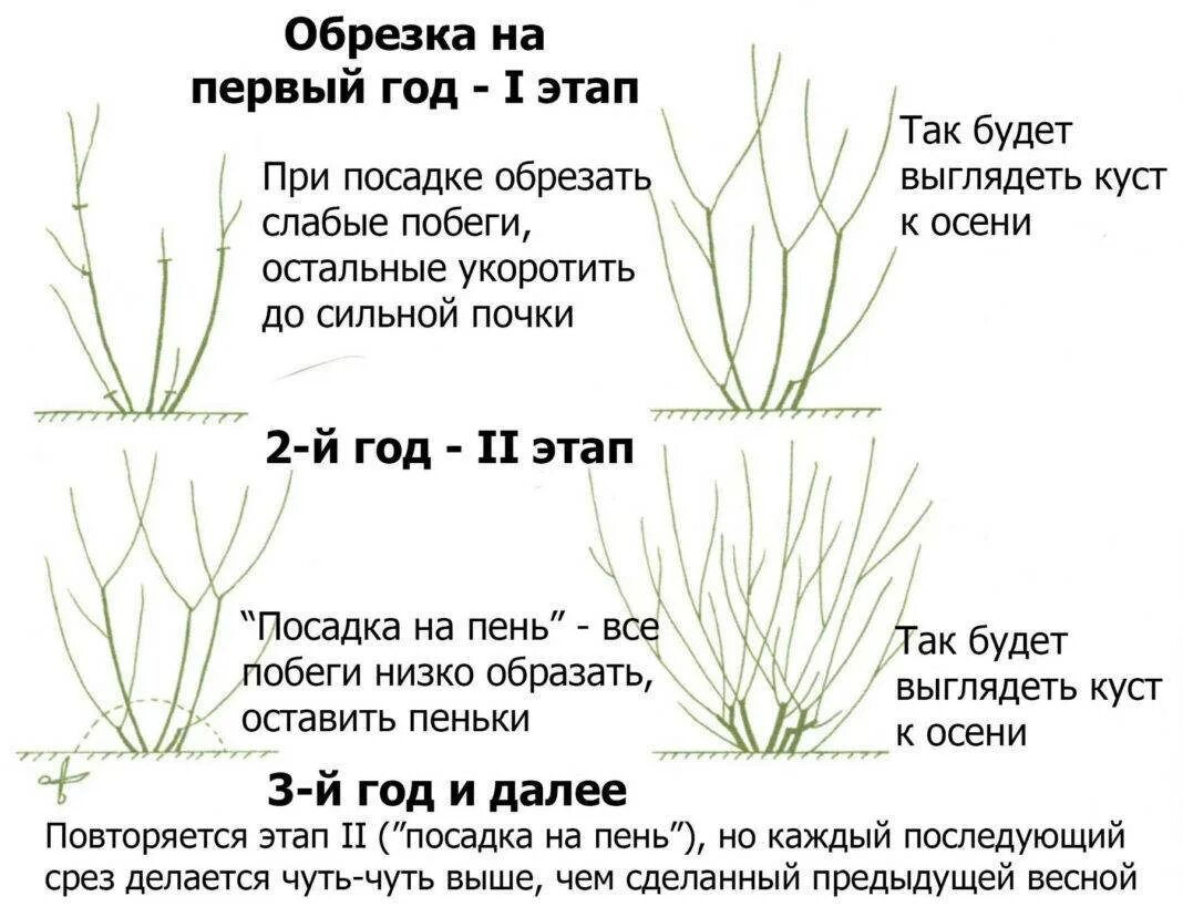 Обрезка форзиции весной. Обрезка барбариса Тунберга осенью. Обрезка барбариса Тунберга весной. Формировка барбариса Тунберга. Обрезка барбариса Тунберга.