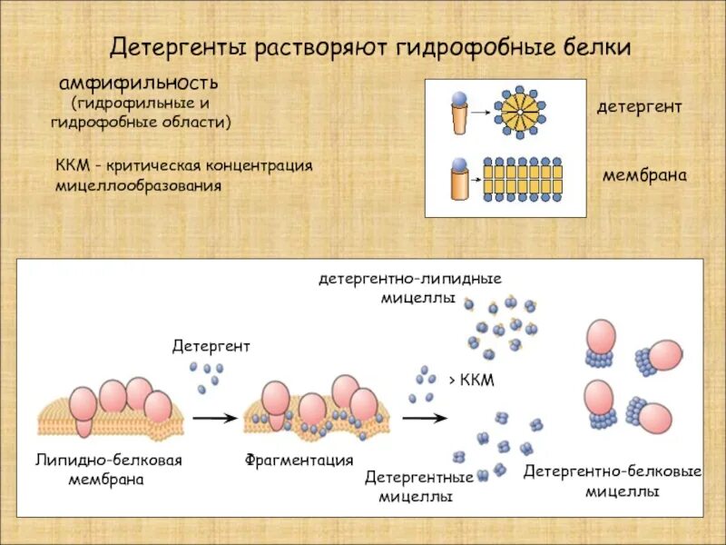 Детергенты. Гидрофобные белки. Гидрофильные и гидрофобные. Белки гидрофильные и гидрофобные белки. Гидрофобные и гидрофильные свойства.