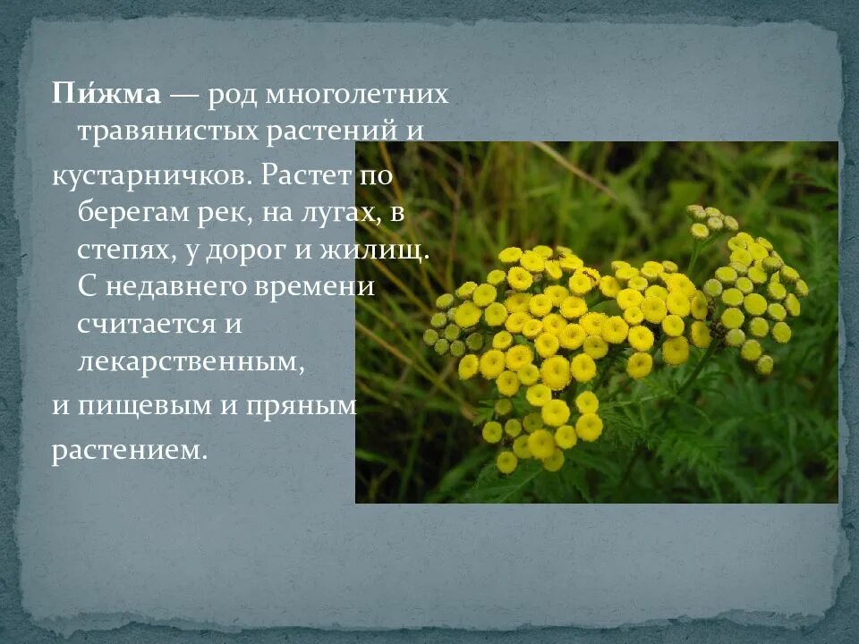 Одуванчик лекарственный стержнекорневой. Вика — крупный род цветковых растений семейства бобовые. Ландыш род вид семейство. Ребусы по растениеводству о гречихи. Гречиха род.