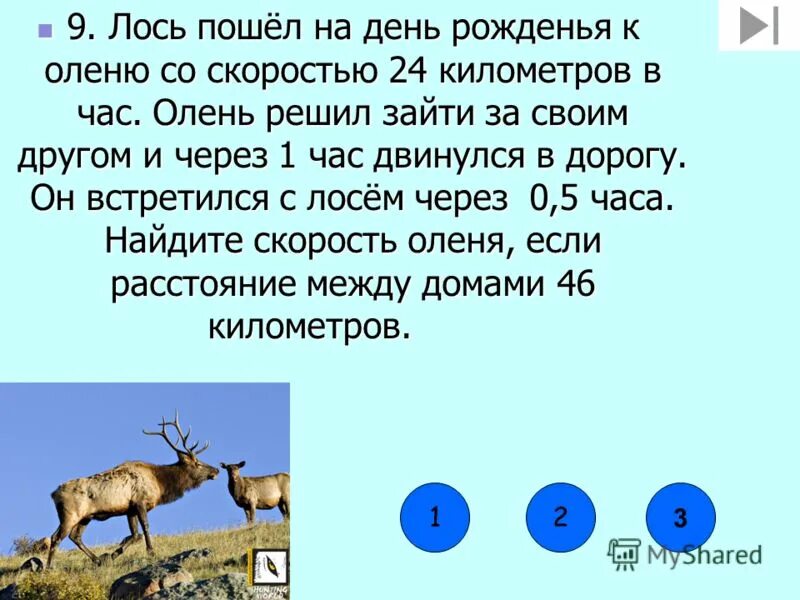 скорость северного оленя. какую скорость развивает олень. китайский мунтжак. олень анфас. белохвостые олени сша.