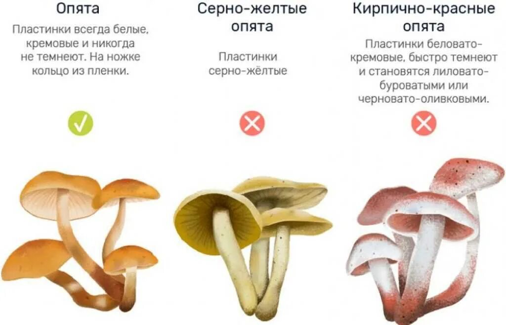 Как отличить ложный от настоящего. Гриб ложные опята отличия. ядовитые грибы ложные опята. грибы двойники ложный опенок. опята и ложные опята различия.