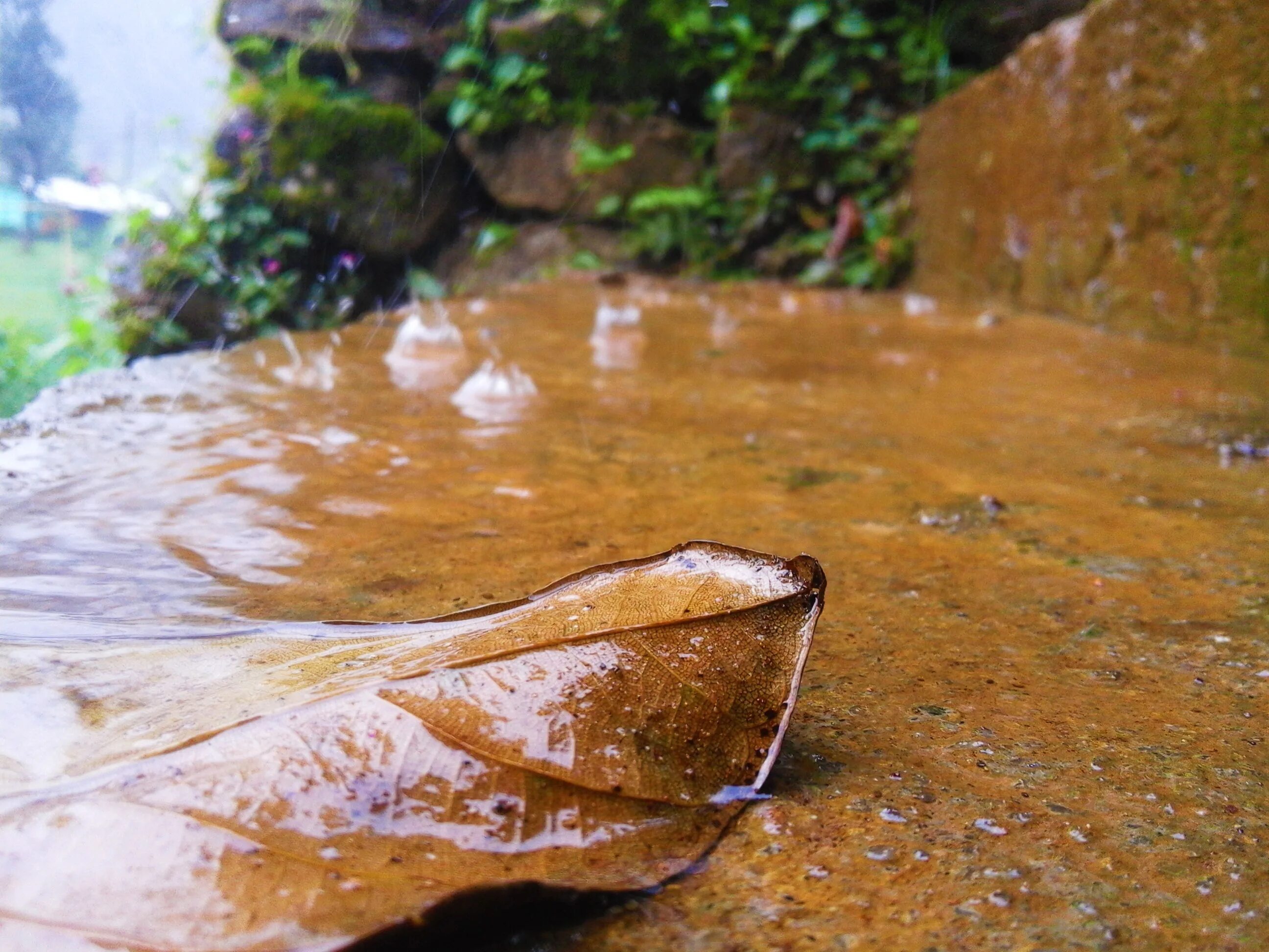 Dry rain. Каменный дождь. Камень и дождь. Сухой лист мокрый лист. Мокрый сухой.