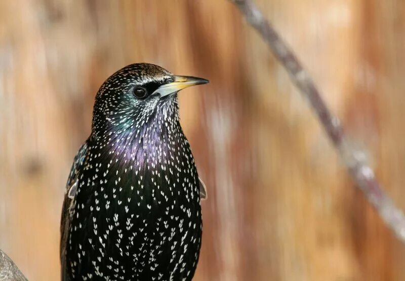 Самка скворца. Обыкновенный скворец. Обыкновенный скворец (лат. Sturnus vulgaris). Обыкновенный скворец самка. Скворец самка и самец.